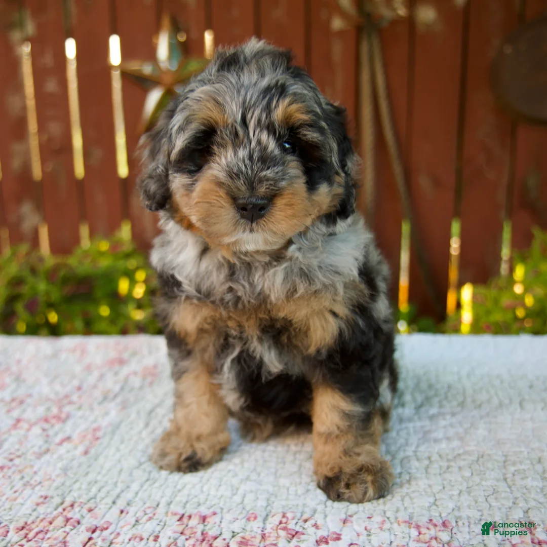 Mini Bernedoodle dogs for sale: Nicki - Ad 1