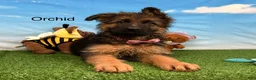 German Shepherd dogs for sale: Orchid - Ad 3