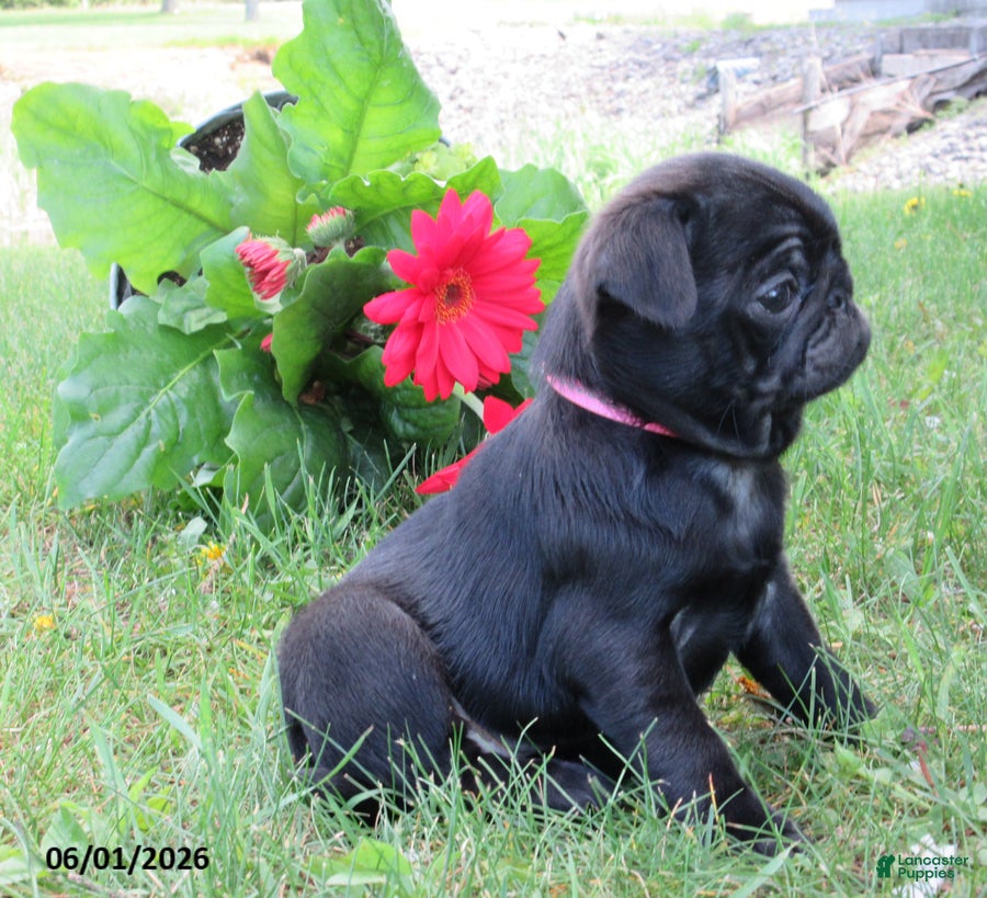Pug dogs for sale: Lexie - Ad 2
