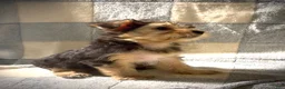 Yorkshire Terrier dogs for sale: Bobby  - Ad 3