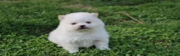 Pomeranian dogs for sale: Charlie  - Ad 7
