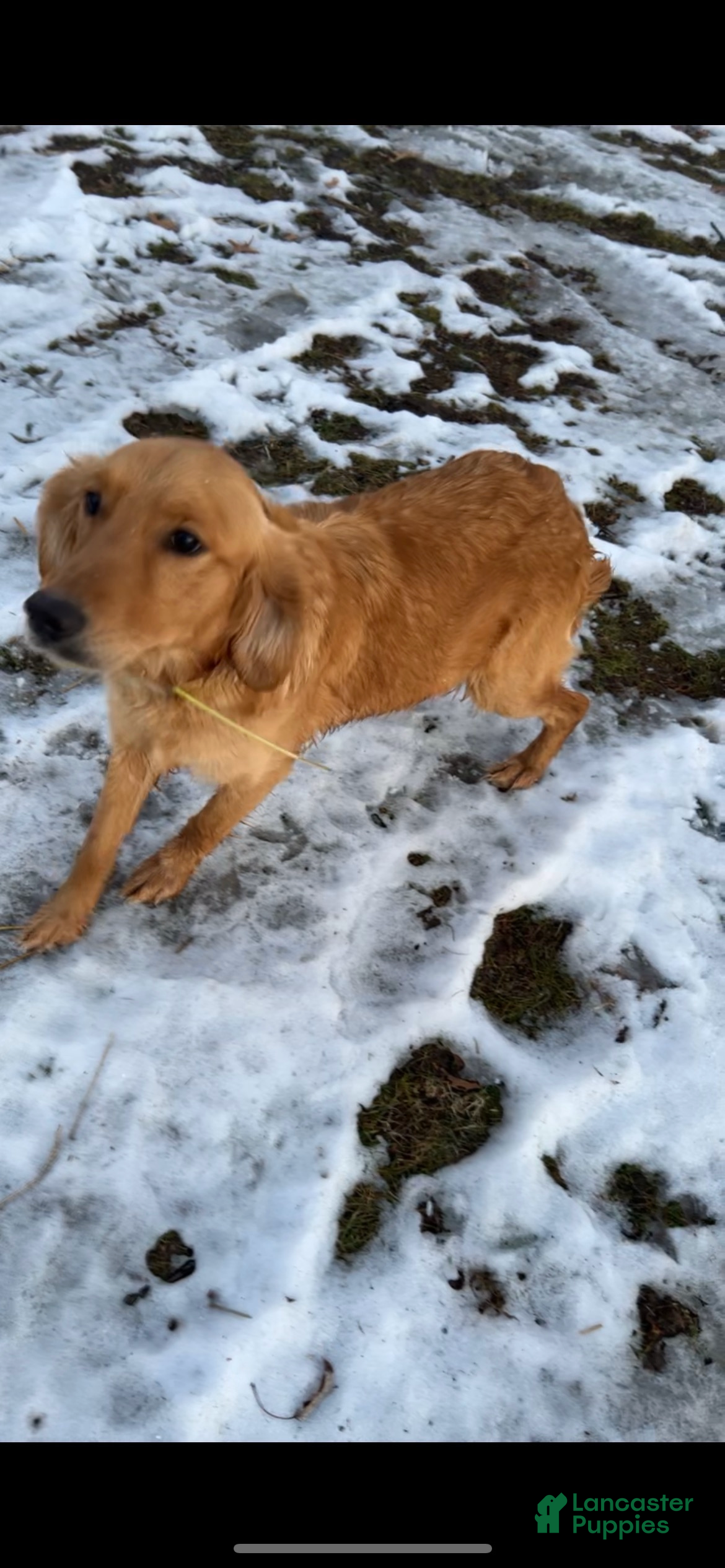 Golden Retriever dogs Molly  - Ad 2