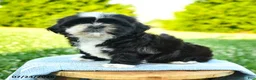 Shih Tzu dogs for sale: Stella - Ad 1