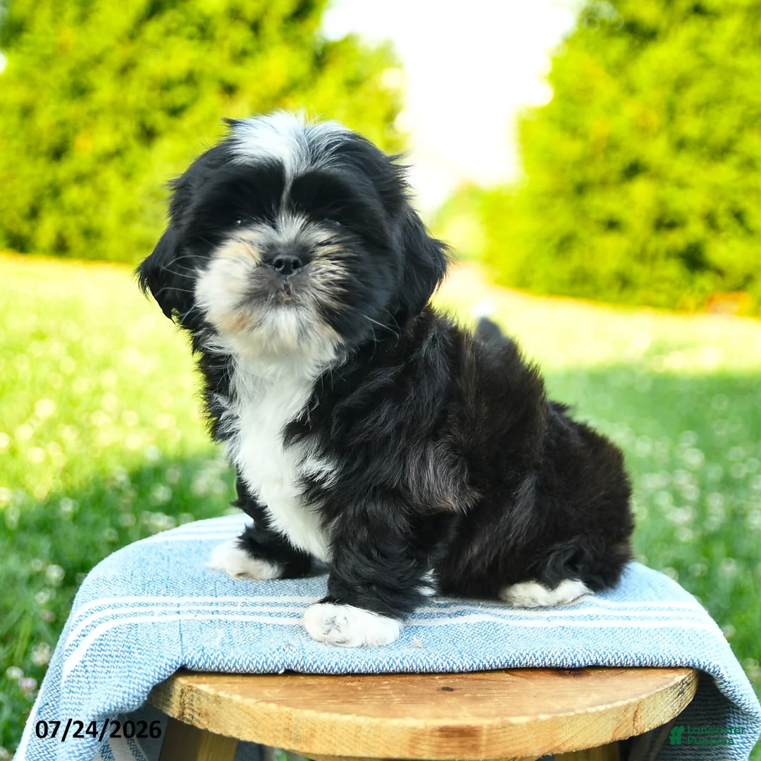 Shih Tzu dogs for sale: Stella - Ad 1