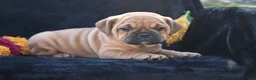 Mixed Breed dogs for sale: Ann - Ad 8