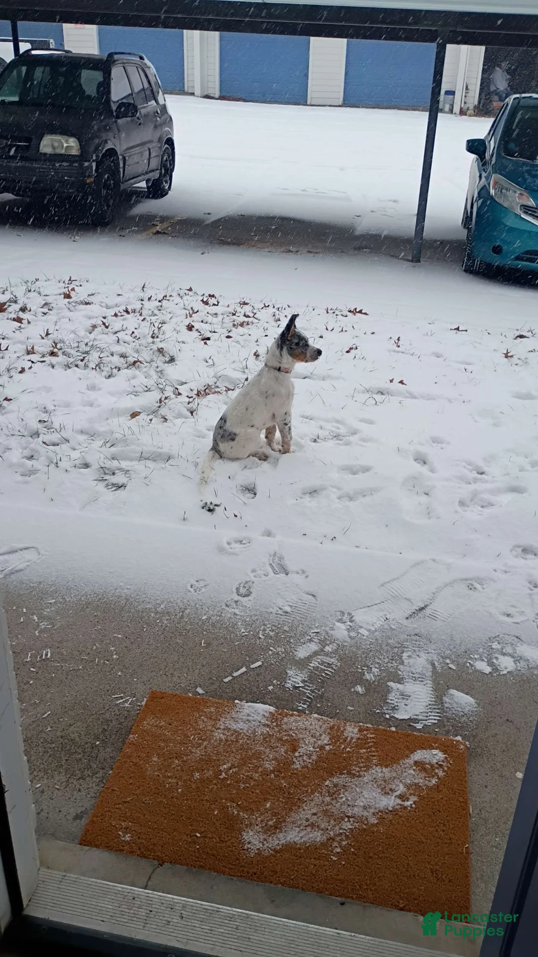 Australian Cattle Dog dogs for sale: Australian Cattle Dog Puppy 1 - Ad 2