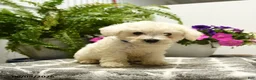 Bichon Frise dogs for sale: Buddy - Ad 5