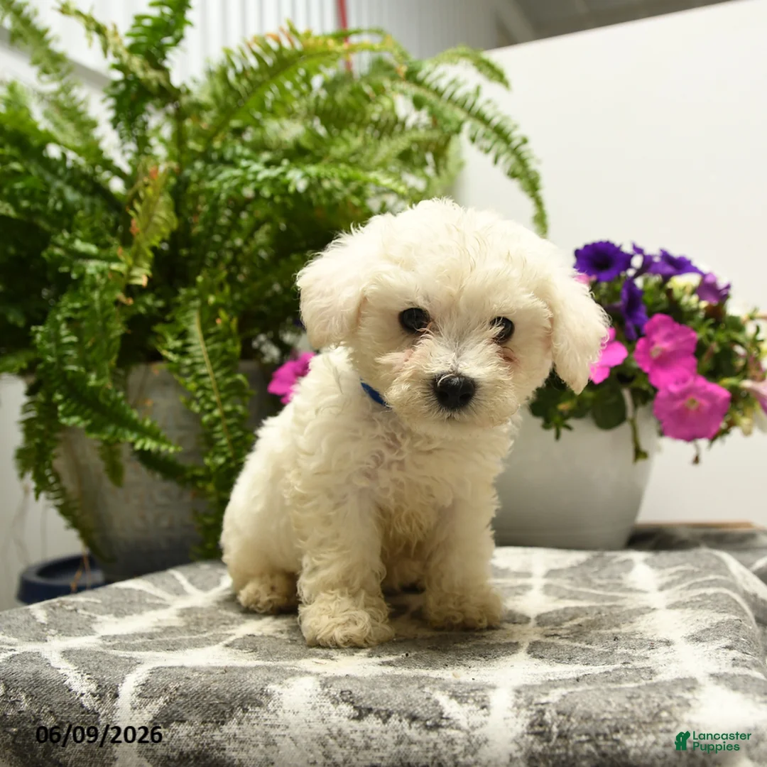 Bichon Frise dogs for sale: Buddy - Ad 5