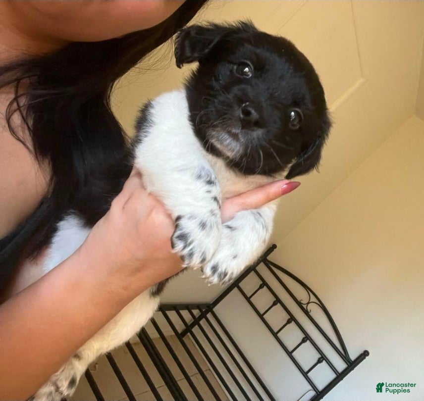 Chiweenie dogs Chiweenie Puppy 1 - Ad 8