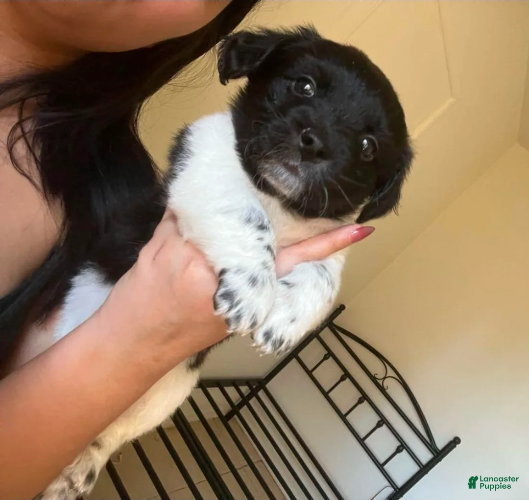 Chiweenie dogs for sale: Chiweenie Puppy 1 - Ad 1