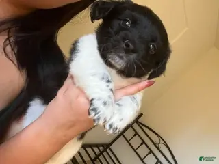 Chiweenie dogs Chiweenie Puppy 1 - Ad 8