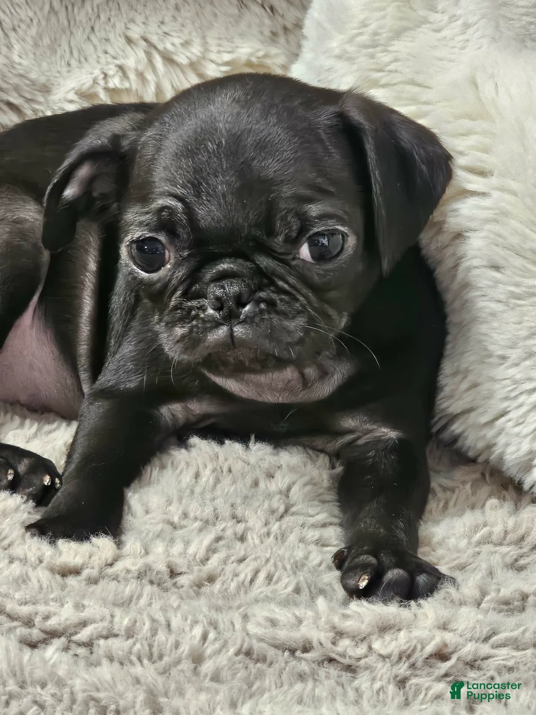 Pug dogs for sale: Lilly - Ad 2