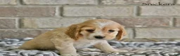 Cocker Spaniel dogs for sale: Snickers  - Ad 2