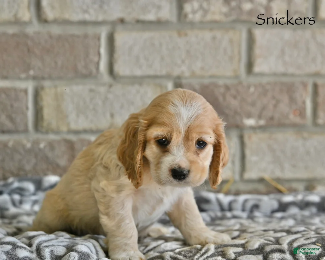 Cocker Spaniel dogs for sale: Snickers  - Ad 2