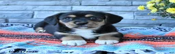 Mixed Breed dogs for sale: Sunny  - Ad 2