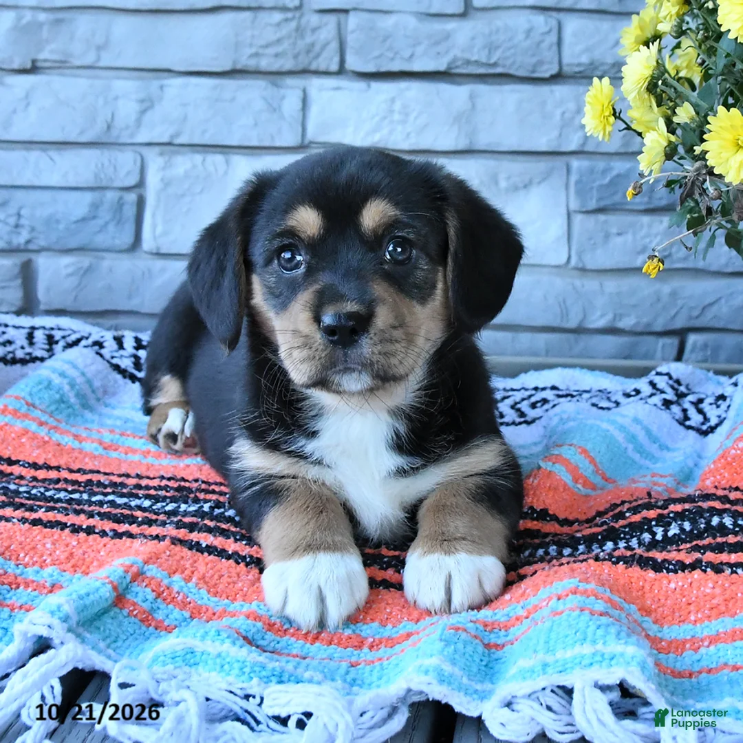 Mixed Breed dogs for sale: Sunny  - Ad 2