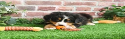 Bernese Mountain Dog dogs for sale: Stockings  - Ad 9
