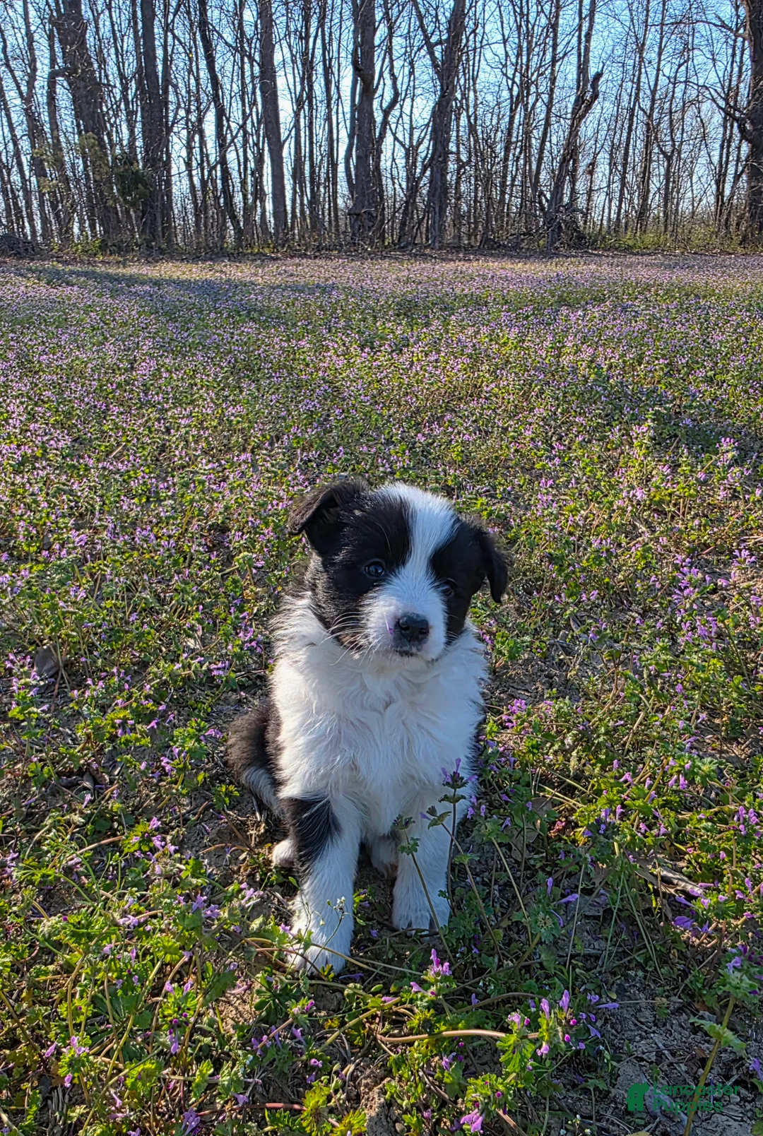 Border Collie dogs for sale: Border Collie Puppy 4 - Ad 1