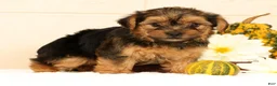 Yorkshire Terrier dogs for sale: Pumpkin - Ad 7