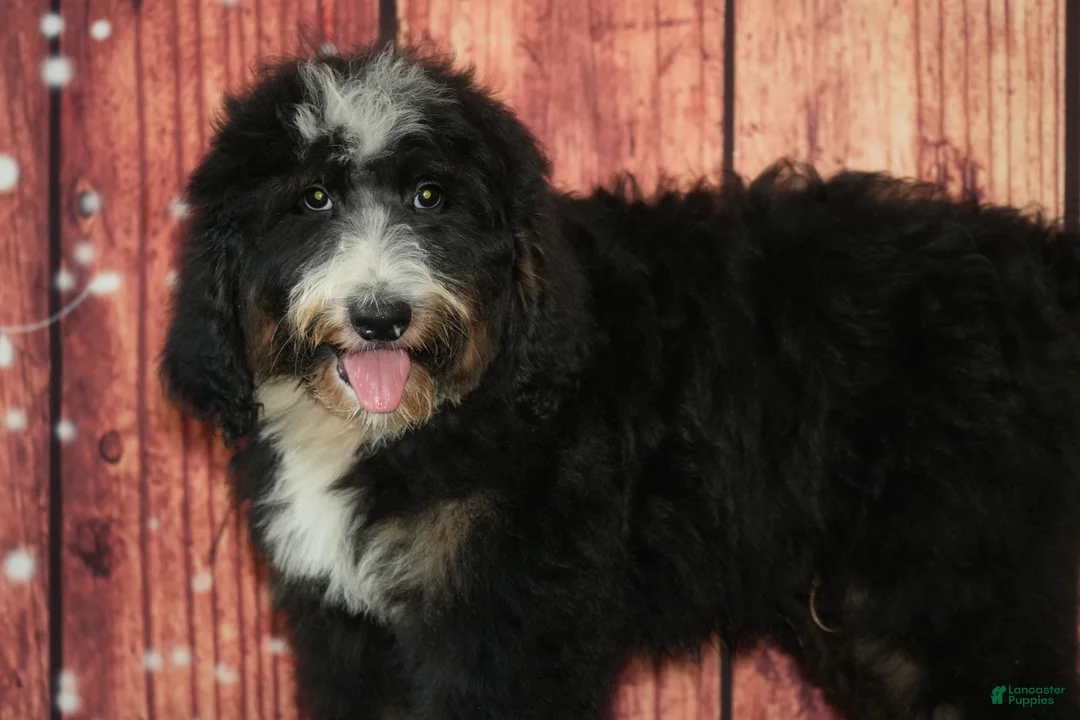 Bernedoodle dogs for sale: Camden F1 - Ad 2