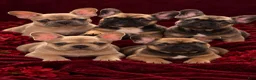 French Bulldog dogs for sale: Major - Ad 3