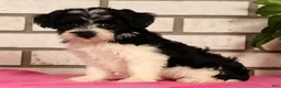 Yorkiepoo dogs for sale: Evelyn - Ad 4