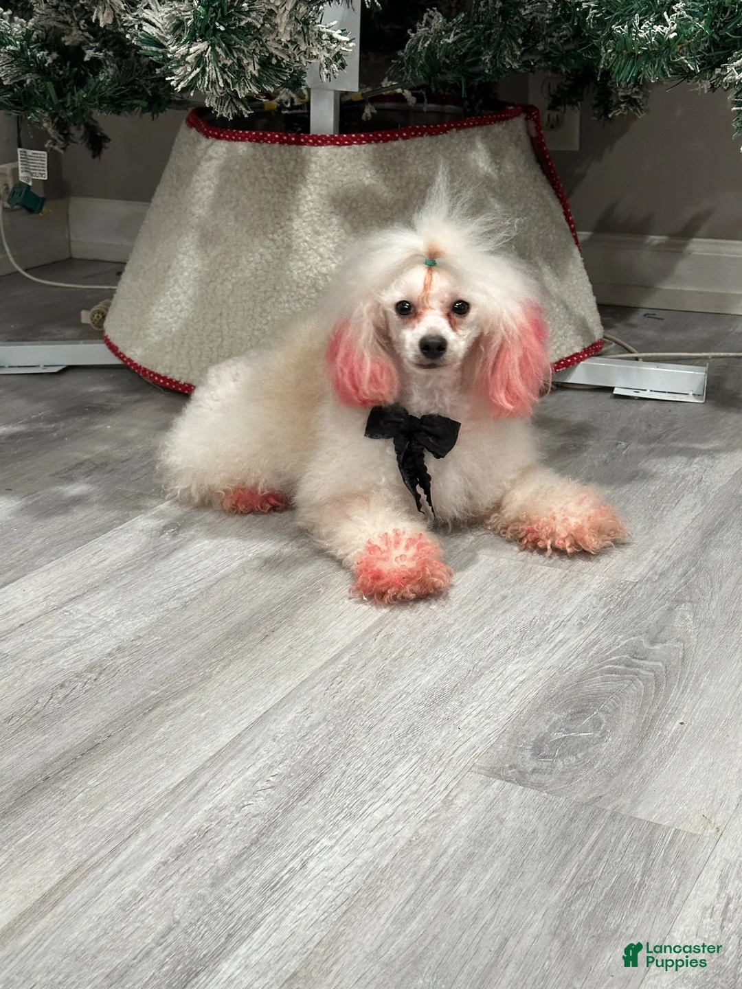 Toy Poodle dogs for sale: Adult toy poodle - Ad 5