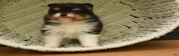 Pomeranian dogs for sale: Milo - Ad 4