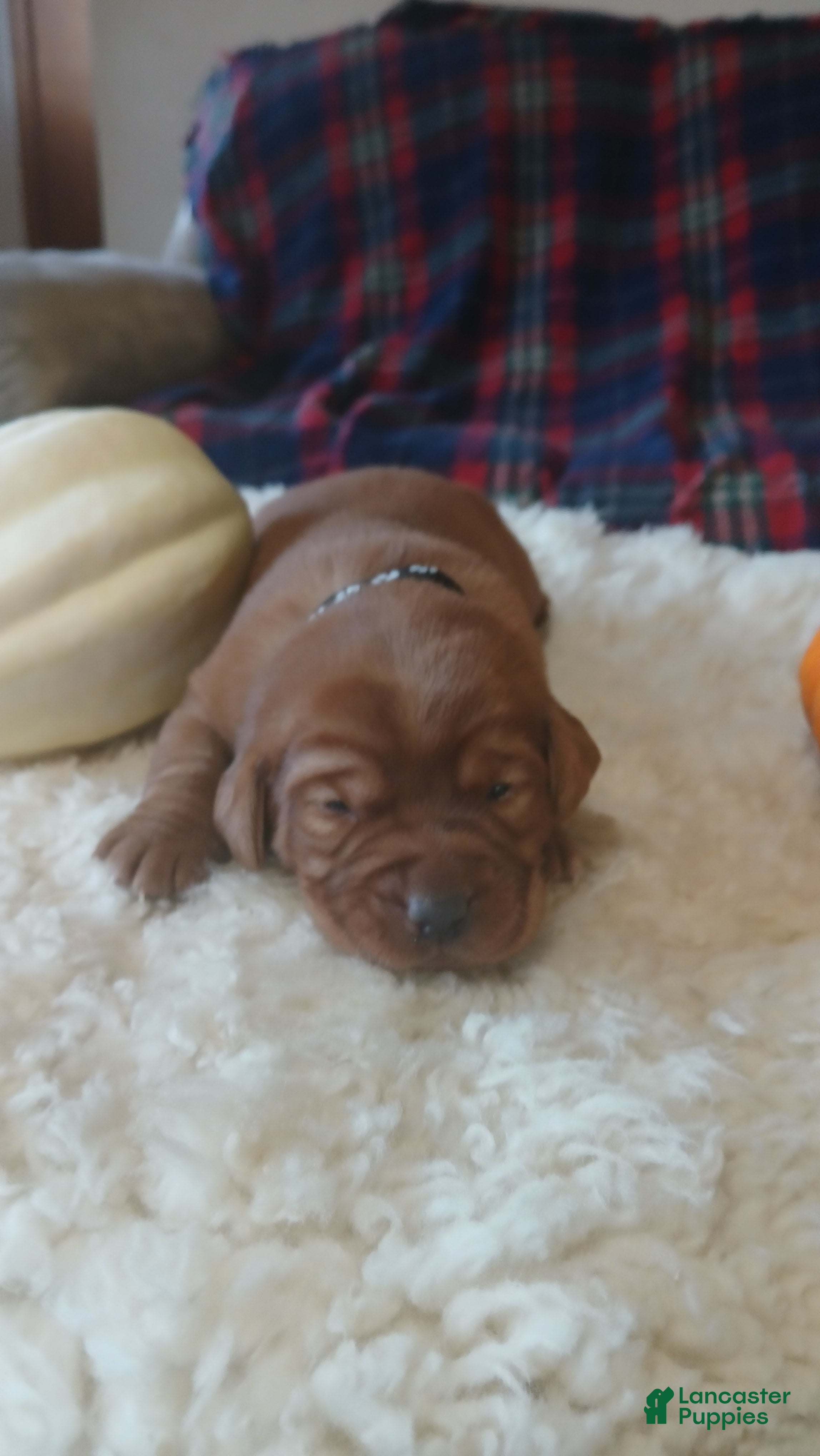 Labrador Retriever dogs for sale: Max - Ad 1