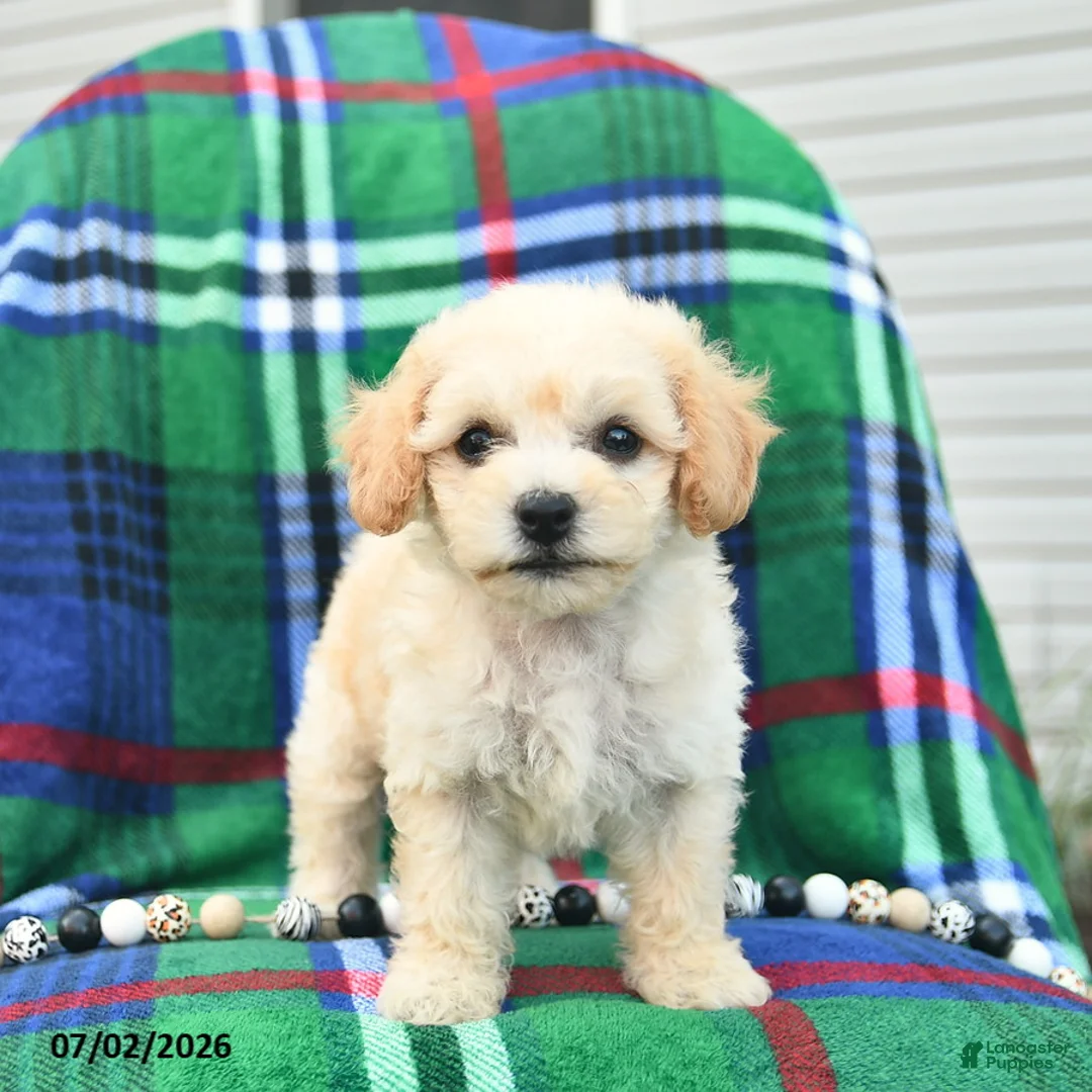 Bichpoo dogs for sale: Heidi  - Ad 1