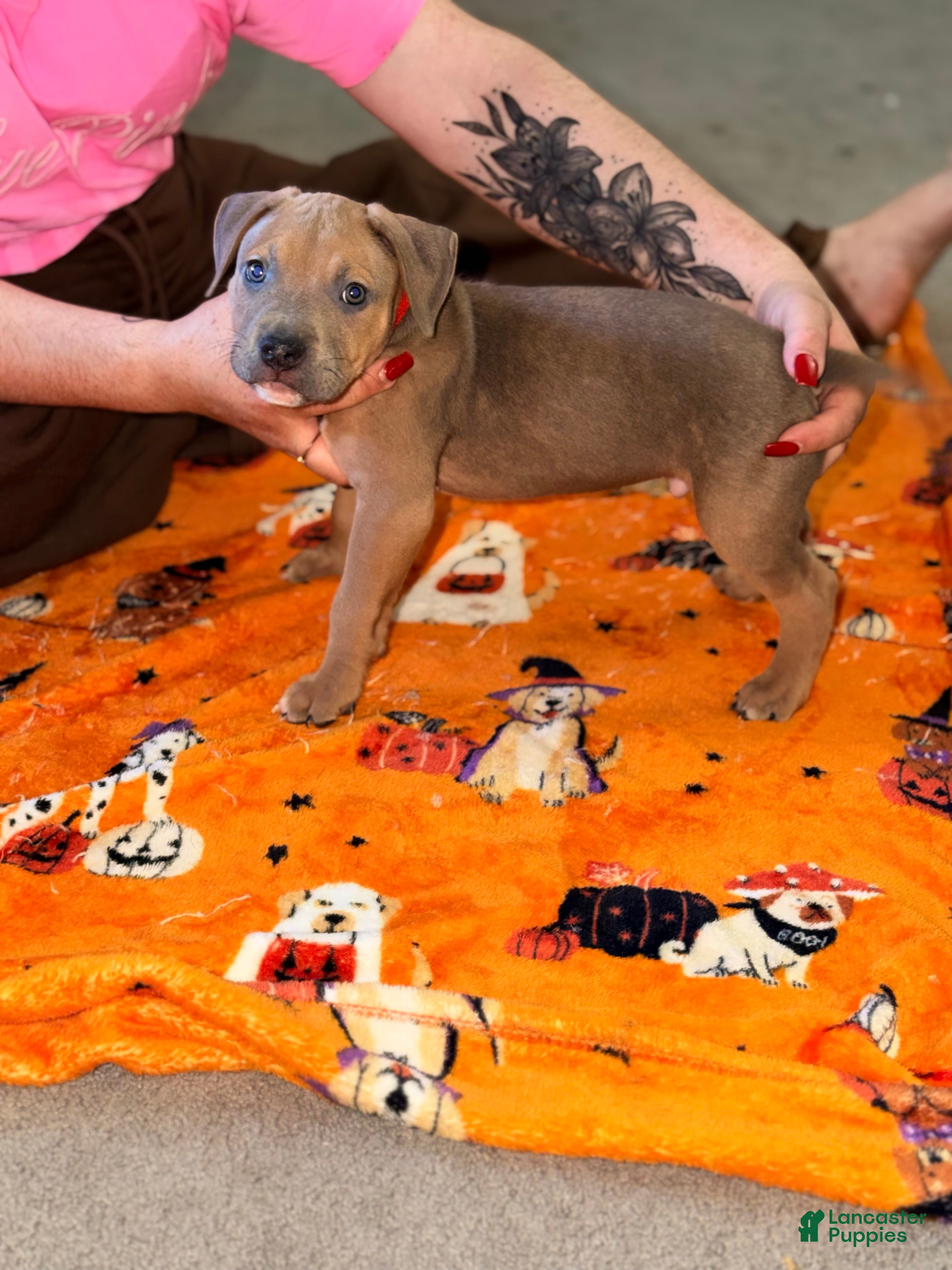 American Bully dogs for sale: American Bully 1 - Ad 22