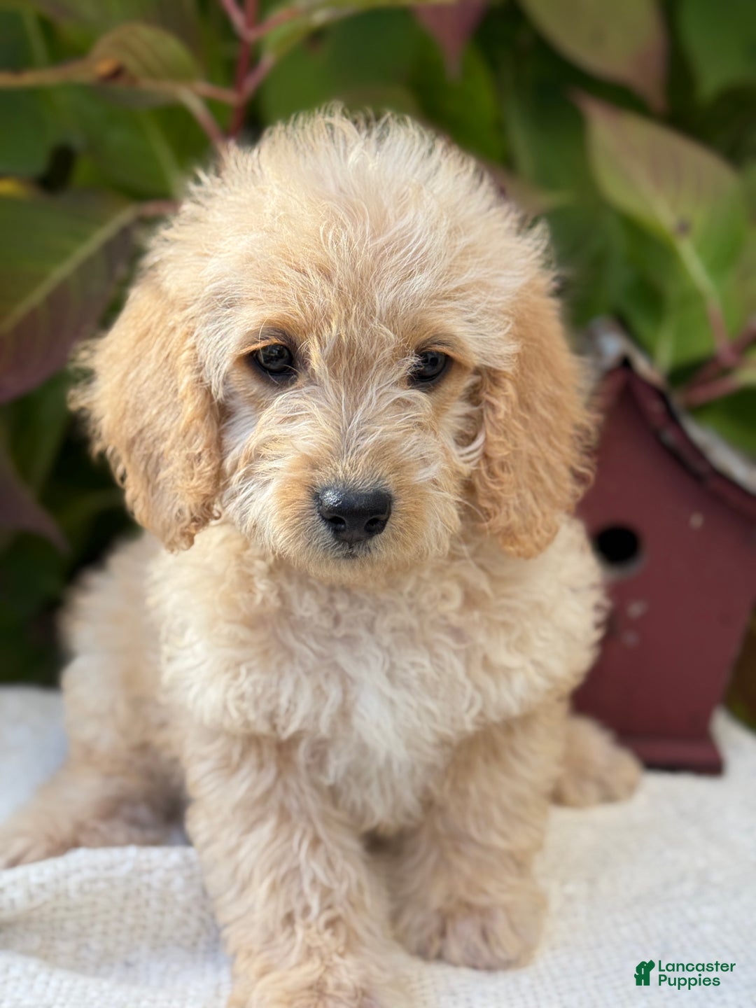 Mini Goldendoodle dogs for sale: Journey - Ad 5