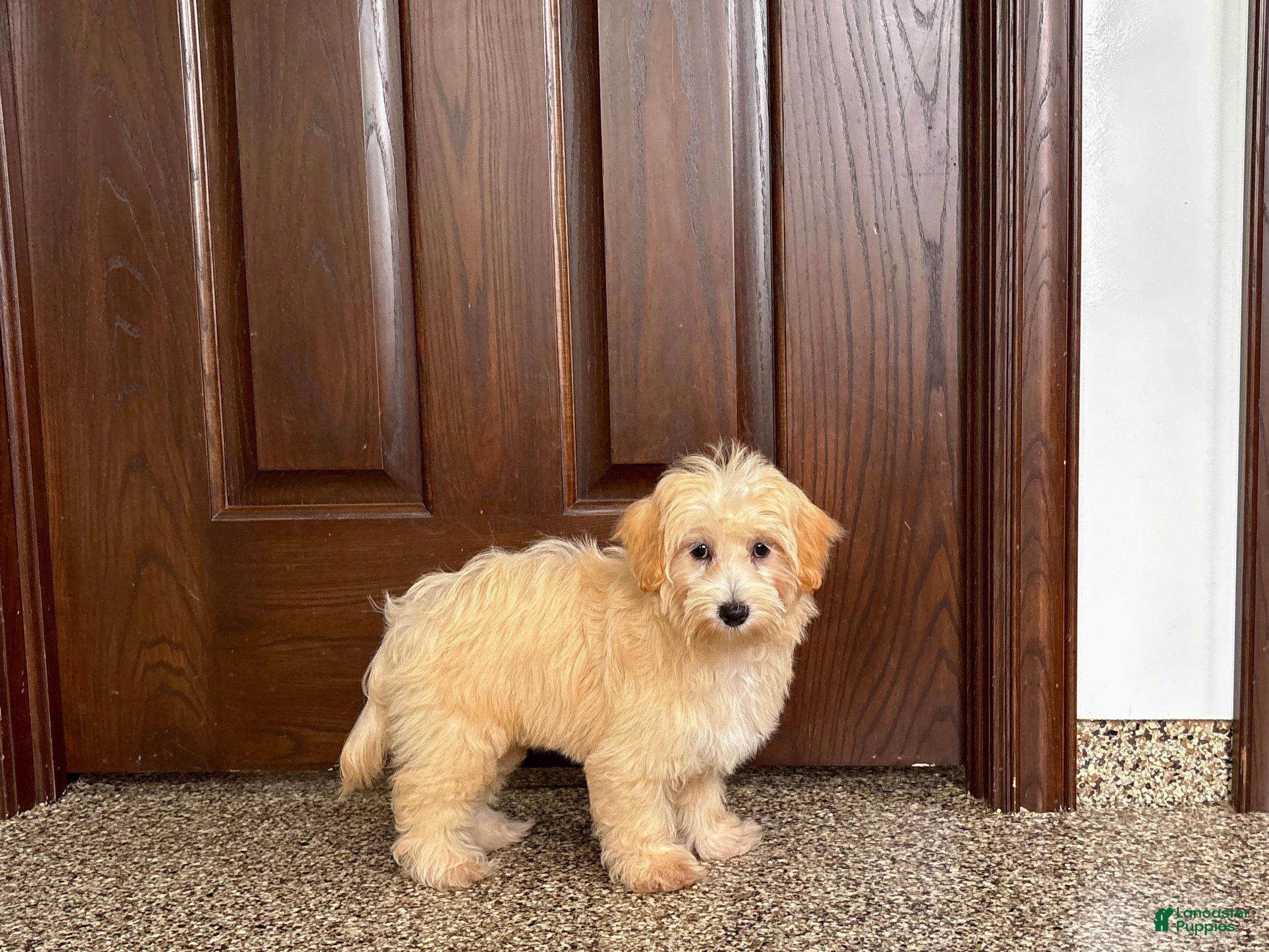 Maltipoo dogs Jordan - Ad 2