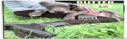 Great Dane dogs for sale: Butter - Ad 4