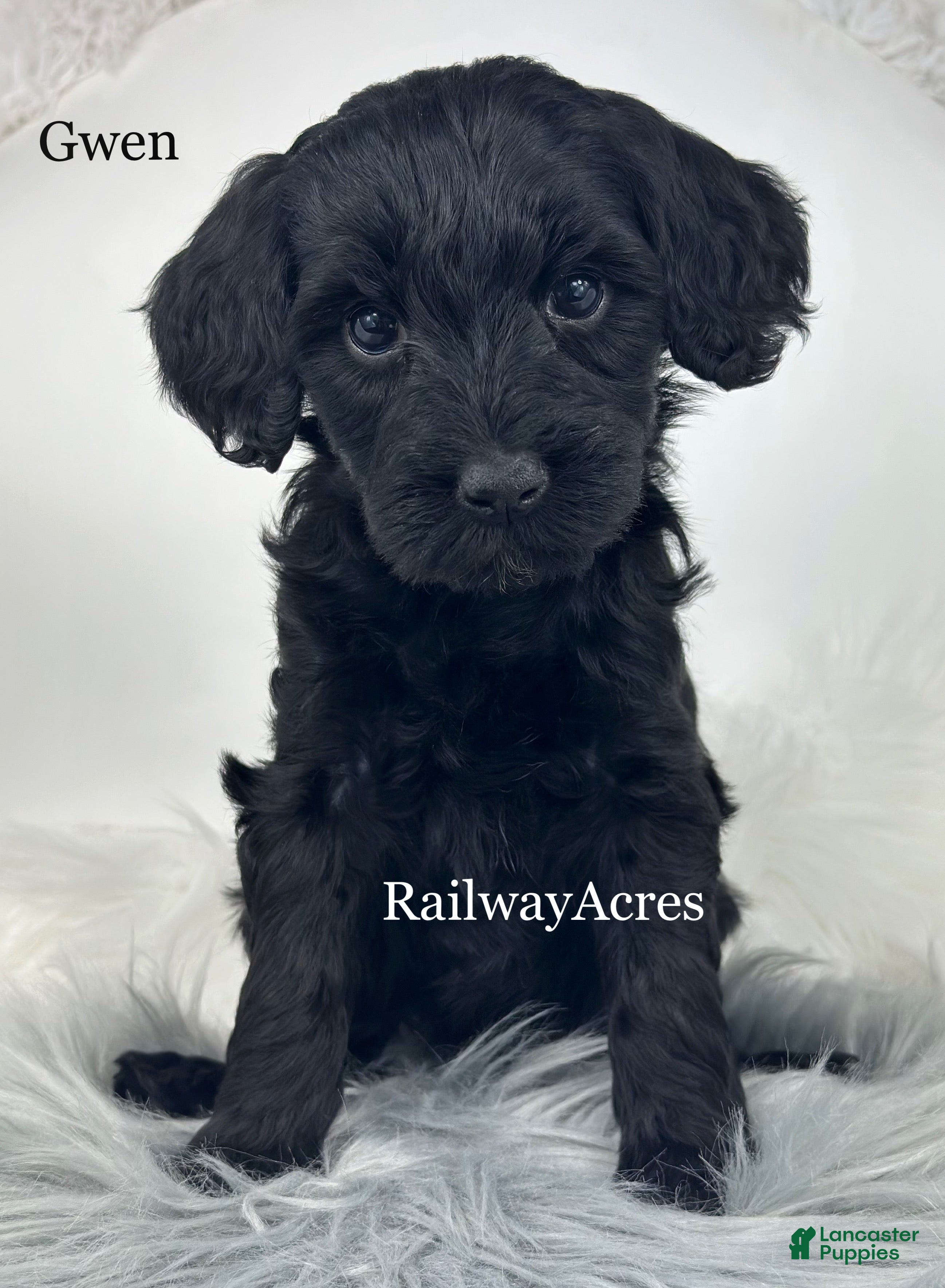Mixed Breed dogs Gwen - Ad 27