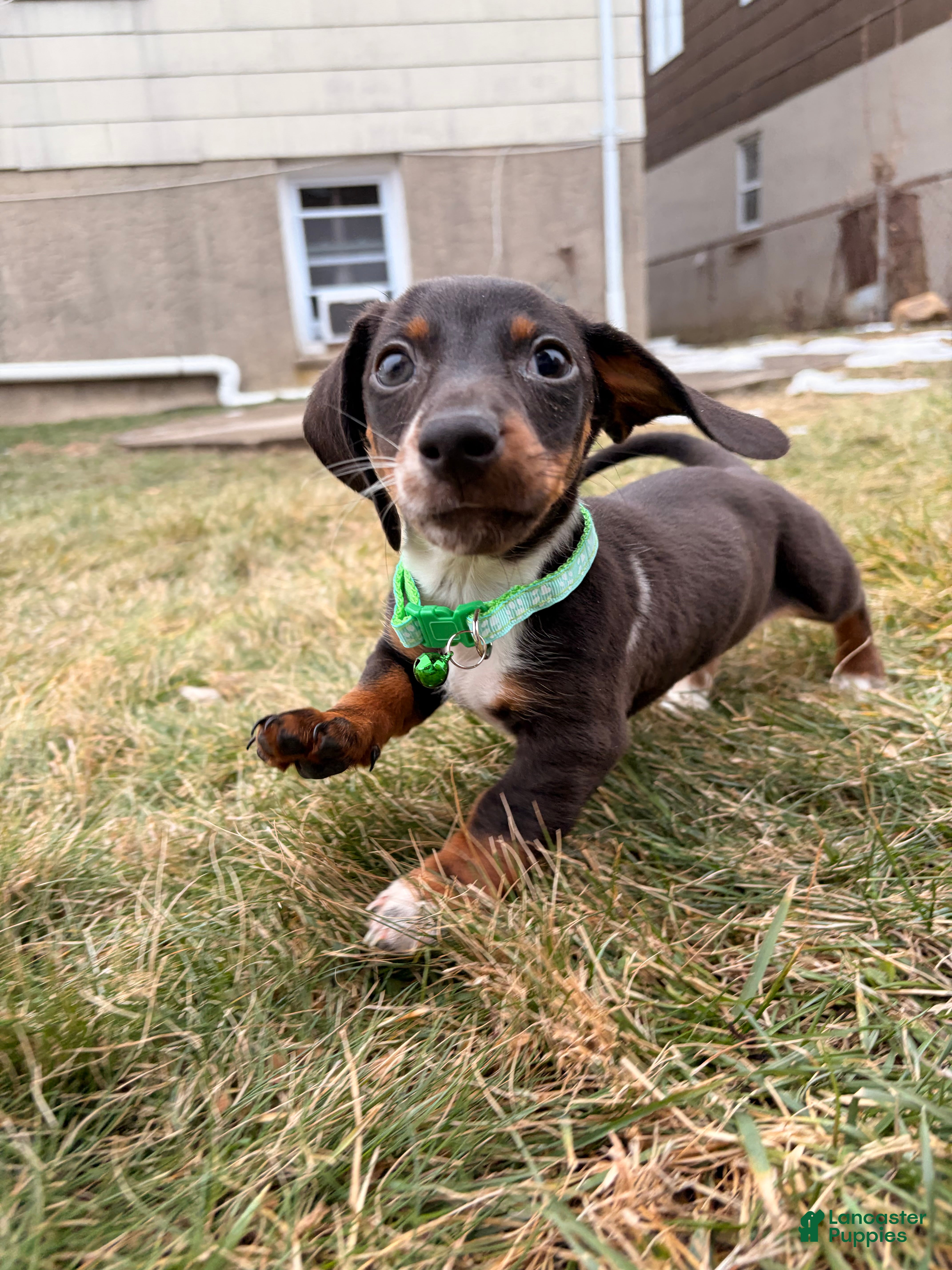Miniature Dachshund dogs Donald - Ad 1