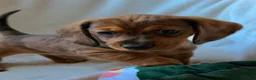 Miniature Dachshund dogs for sale: Arnold - Ad 1