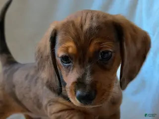 Miniature Dachshund dogs Arnold - Ad 7