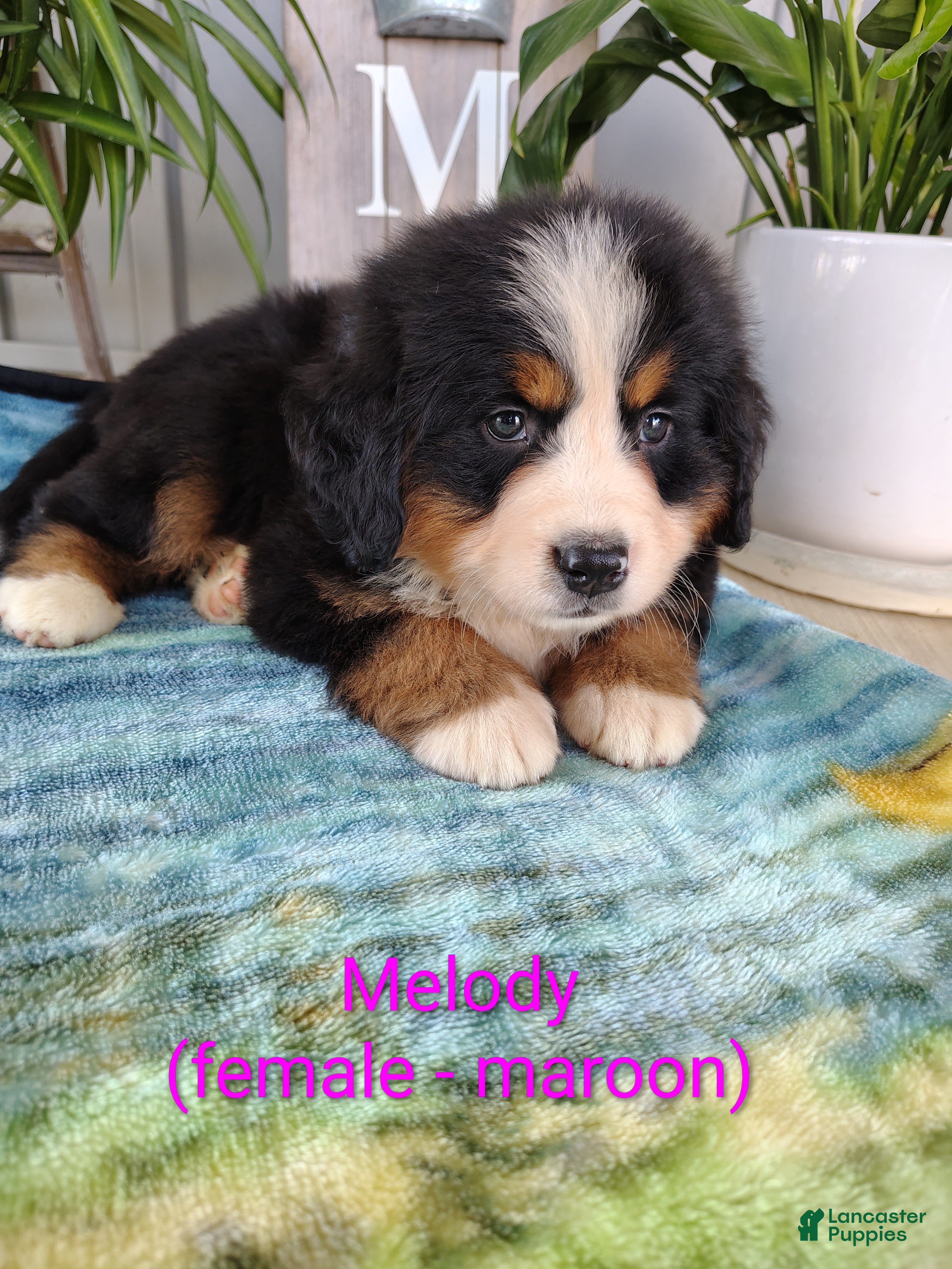 Bernese Mountain Dog dogs for sale: Melody - Ad 1