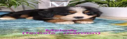 Bernese Mountain Dog dogs for sale: Melody - Ad 1