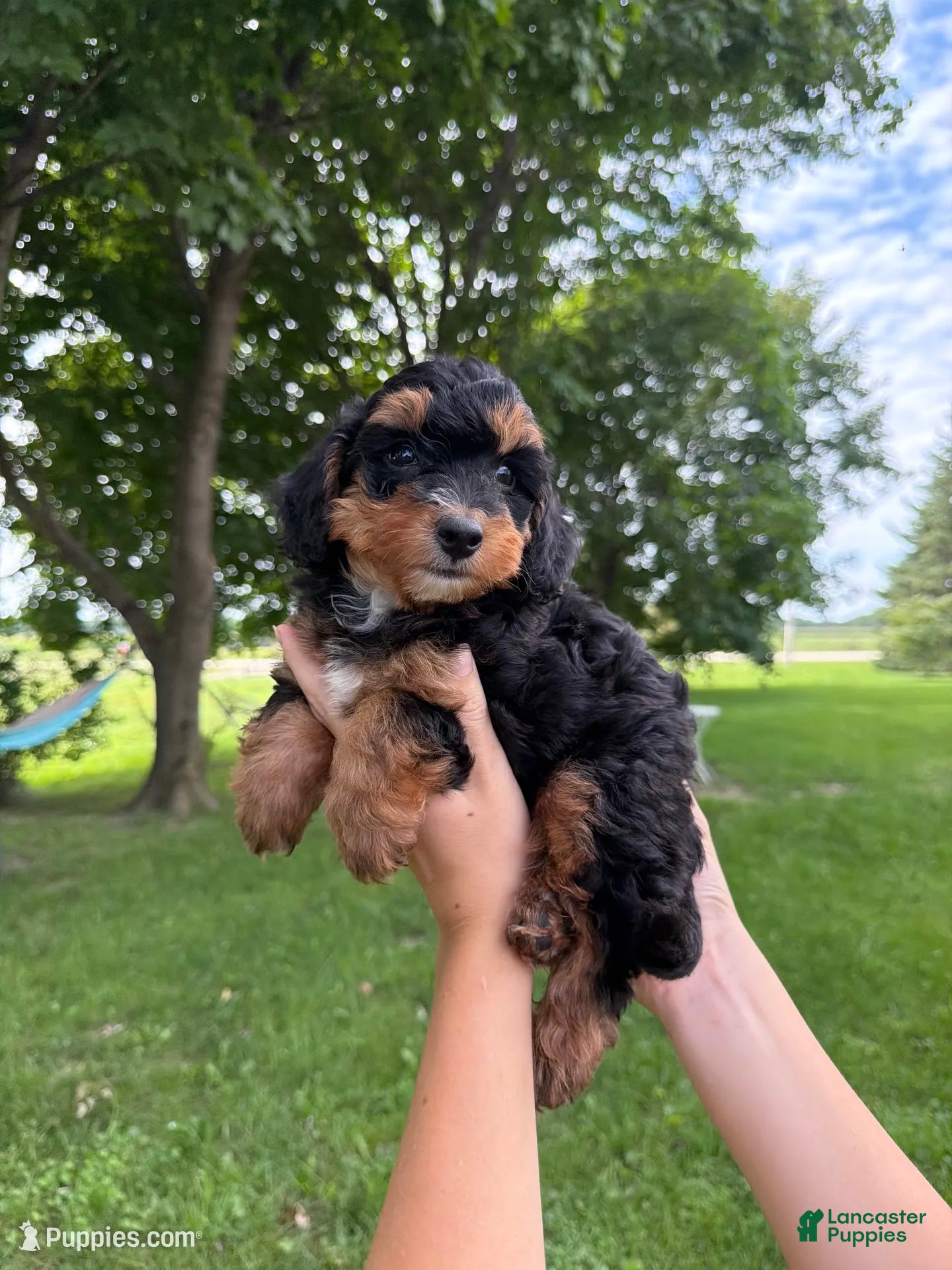 Mini Aussiedoodle dogs Jelly Bean - Ad 2