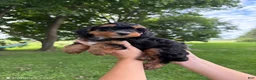 Mini Aussiedoodle dogs for sale: Jelly Bean - Ad 2