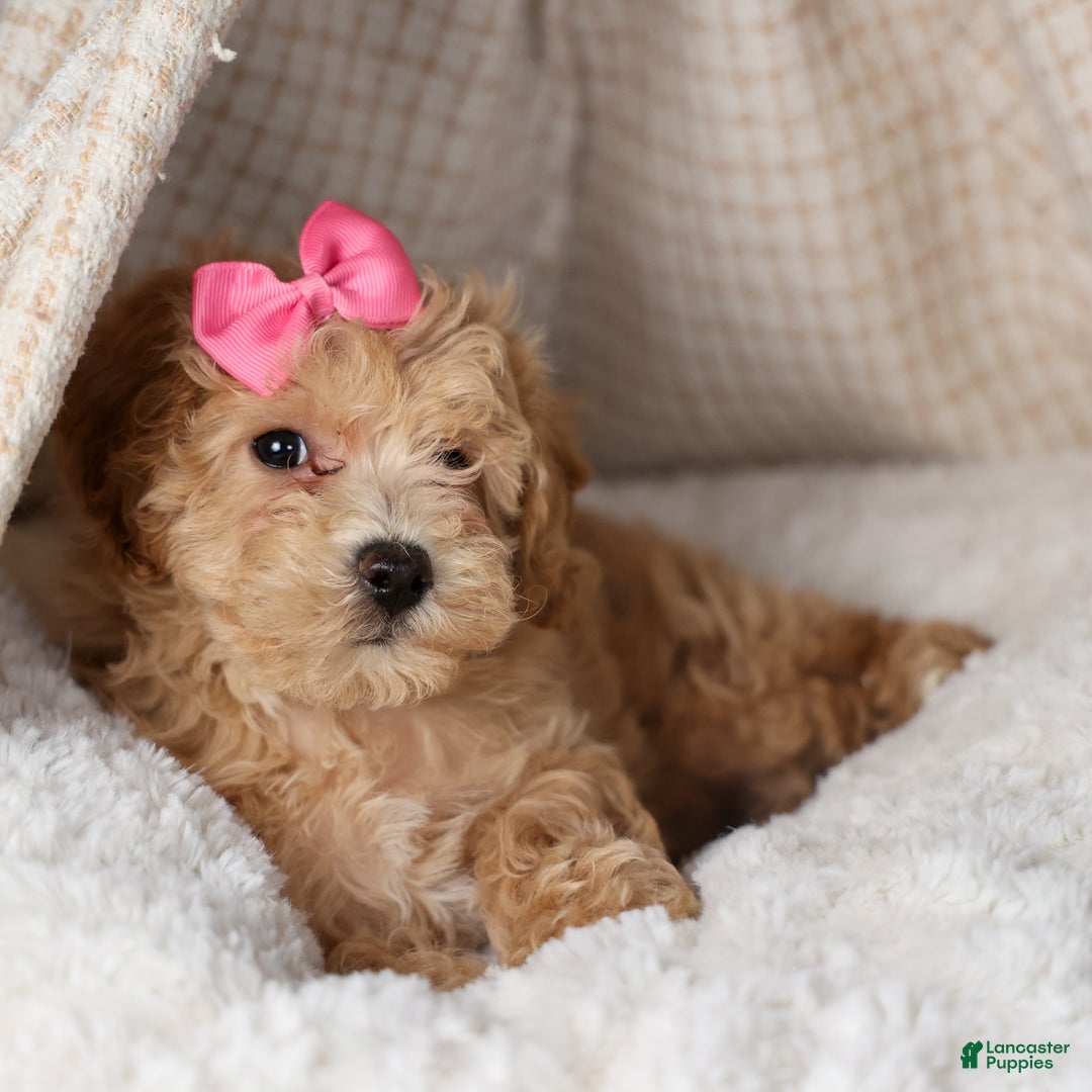 Shihpoo dogs for sale: Eleanor - Ad 11