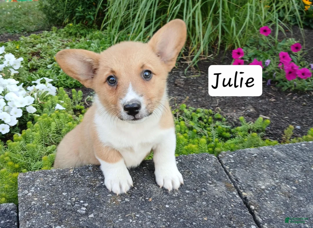 Welsh Corgi Pembroke dogs for sale: Julie - Ad 2