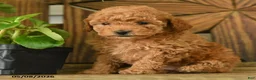 Toy Poodle dogs for sale: Petunia - Ad 1