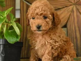 Toy Poodle dogs for sale: Petunia - Ad 1
