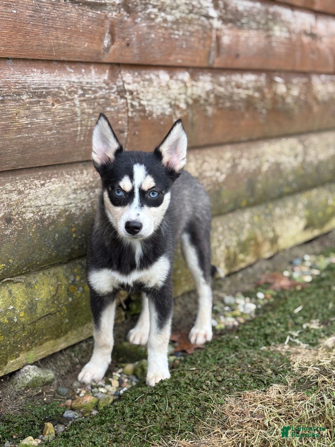 Pomsky dogs for sale: Bella - Ad 1