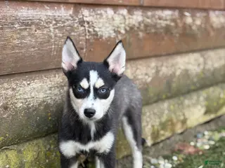 Pomsky dogs Bella - Ad 23