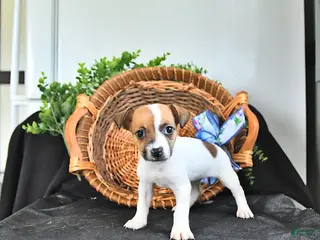 Jack Russell Terrier dogs for sale: Tasha - Ad 1
