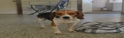 Beagle dogs for sale: Drew - Ad 4
